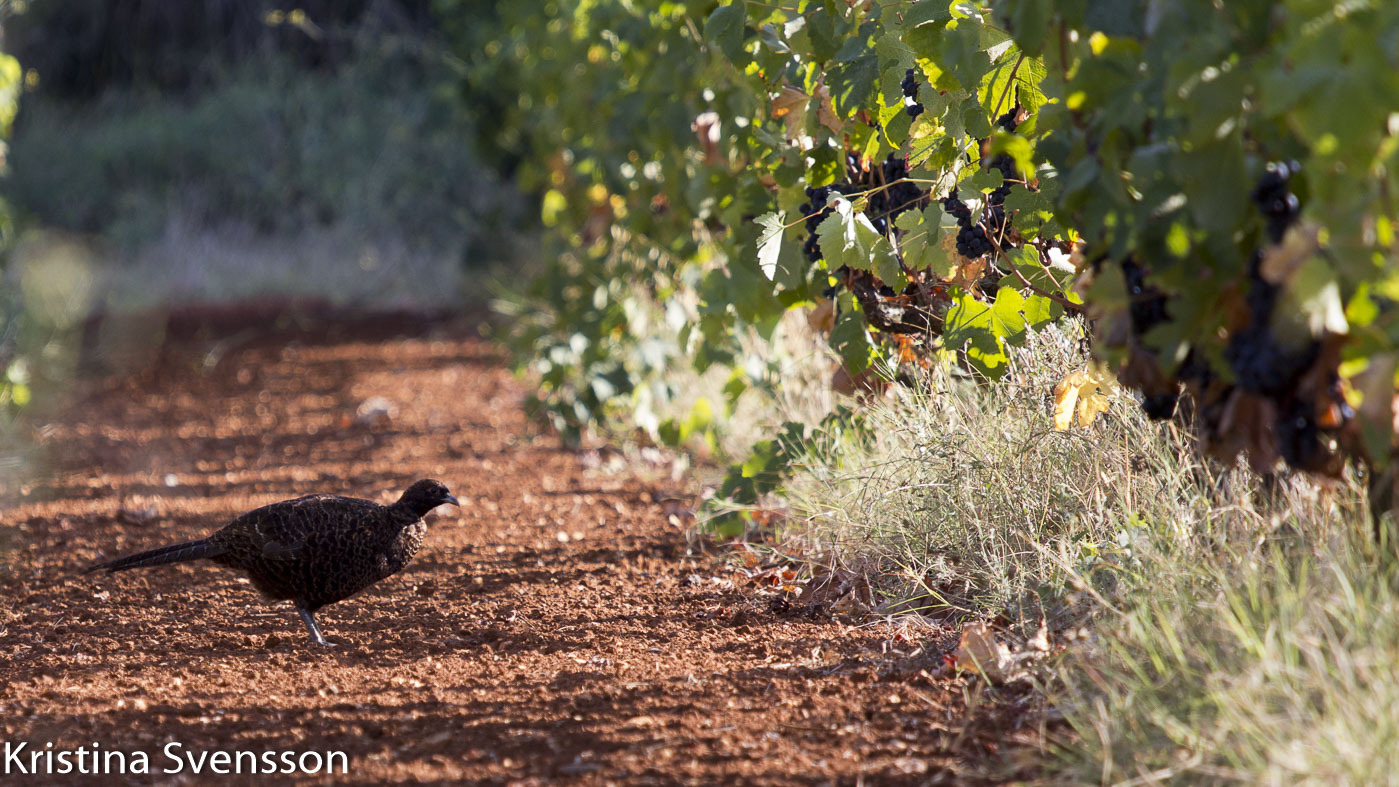 provence-i-september-0846