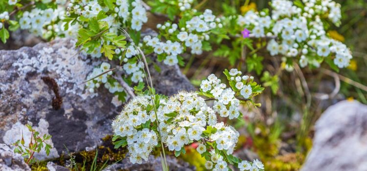 Franska utsikter: hagtornen blommar i bergen