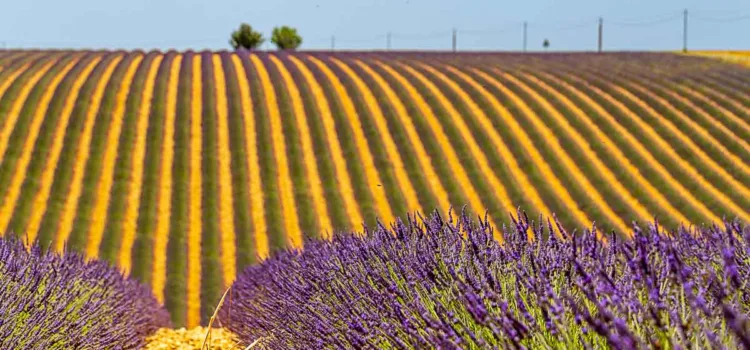 Ett år runt Antibes juni: lavendelfält i Provence’